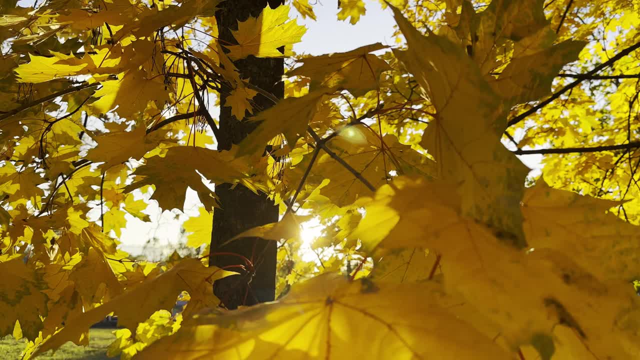 金色的枫叶在风中摇曳，背景是阳光。郁郁葱葱的秋叶在微风中摇曳。美丽多彩的秋天。视频素材