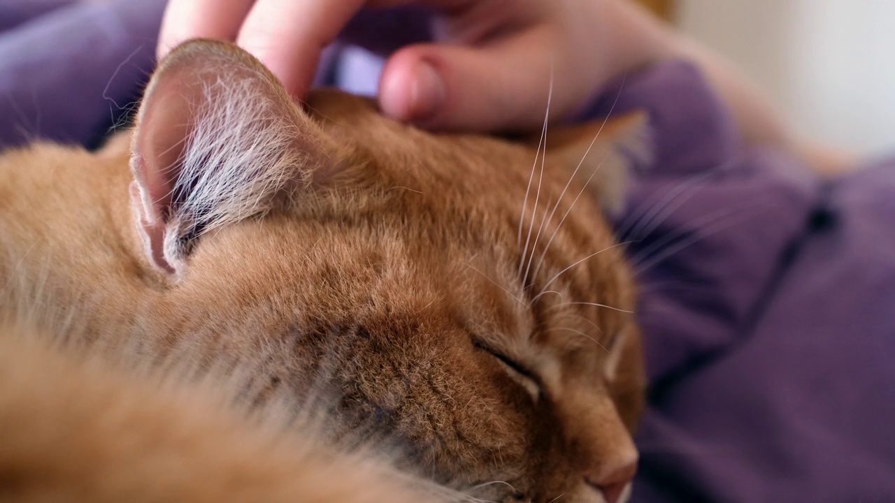 年轻女子和她的宠物姜黄色猫躺在床上休息。红猫和它的主人睡在一起视频下载