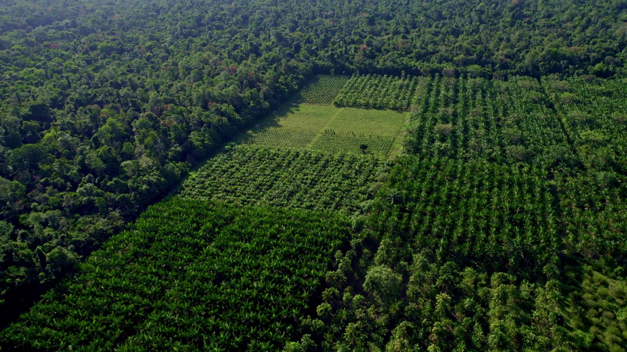 上图为巴西亚马逊雨林中的açaí棕榈种植园。Açaí种植棕榈树是因为它们的果实、棕榈心、叶子和木材。视频素材