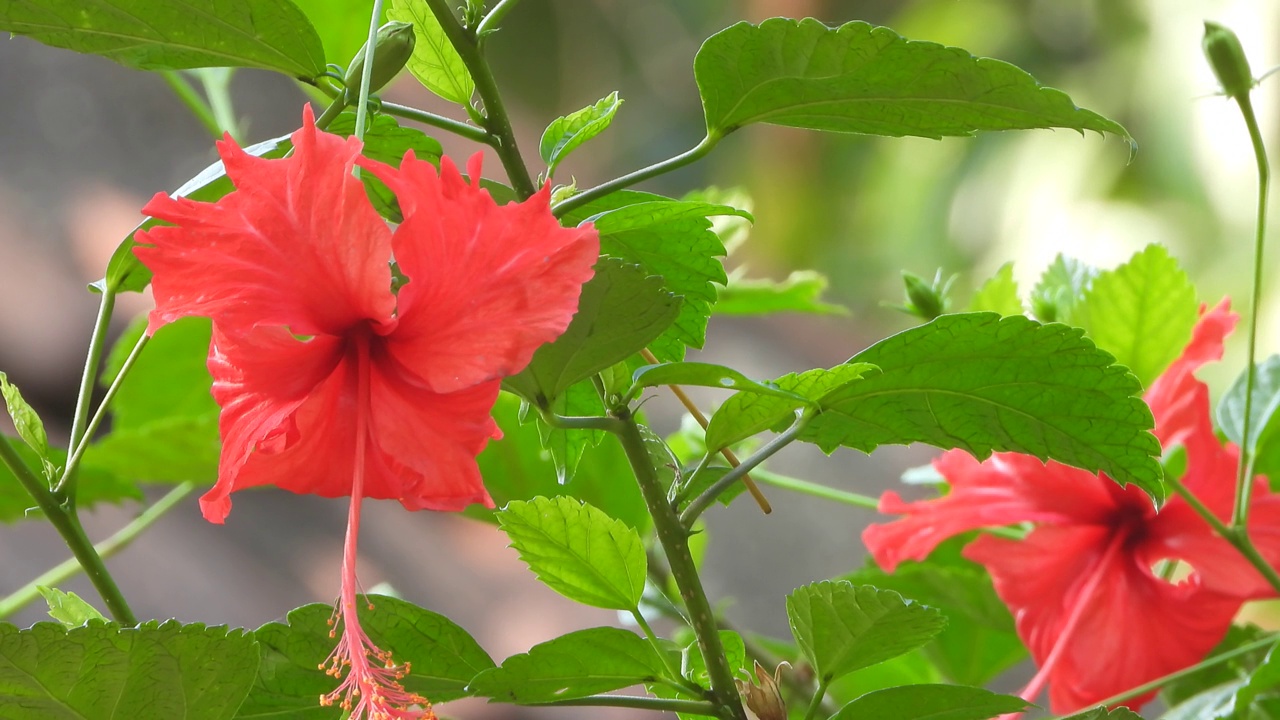 芙蓉花——红花——视频素材