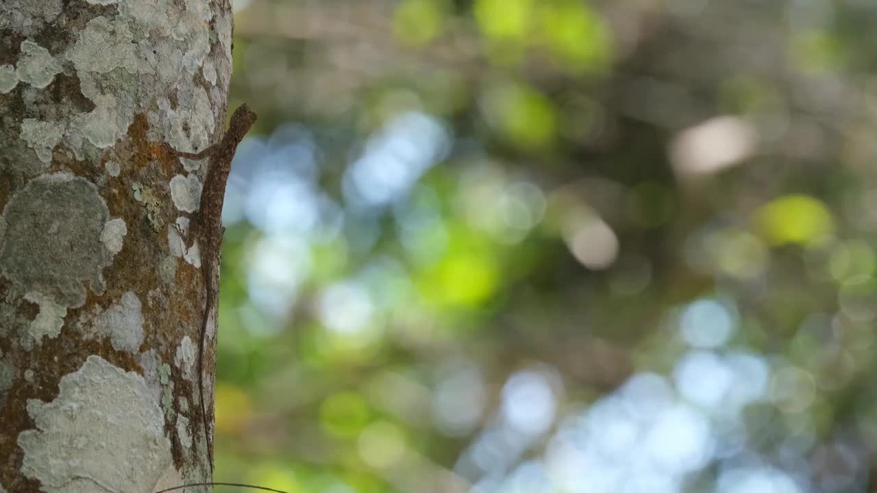 泰国，一只飞蜥蜴站在一棵伪装得很好的树干上向上看视频素材