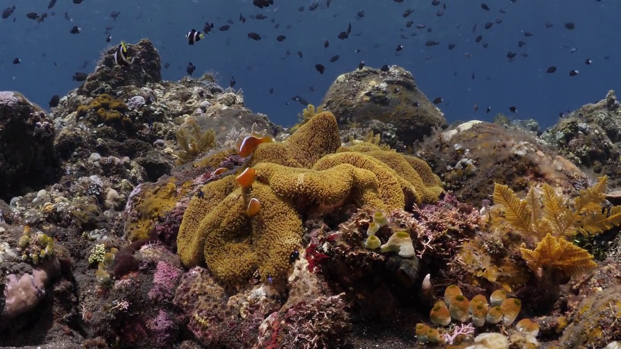 珊瑚礁的海洋生物视频素材