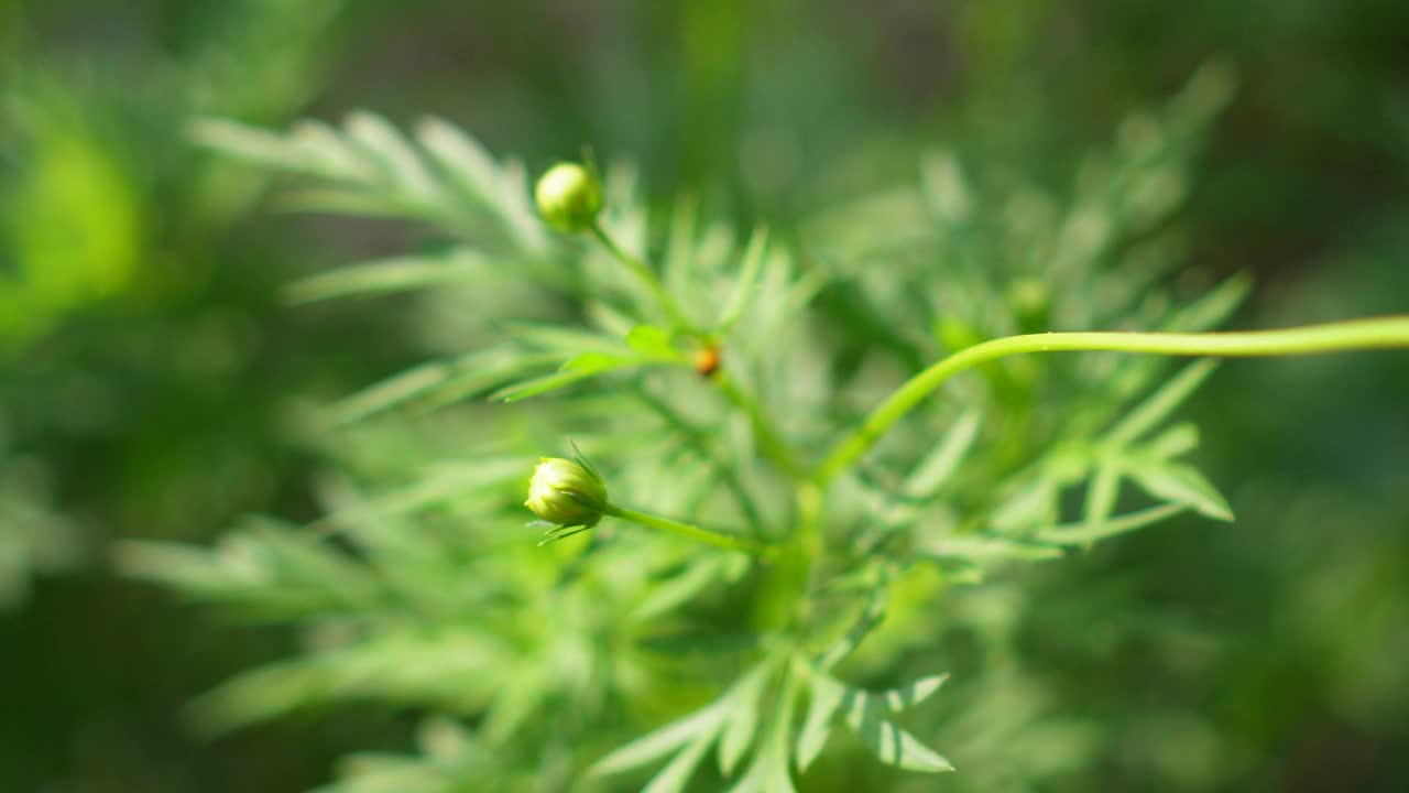 黄色花，硫磺宇宙，墨西哥紫菀花盛开美丽的春天在花园里，模糊的自然背景视频素材