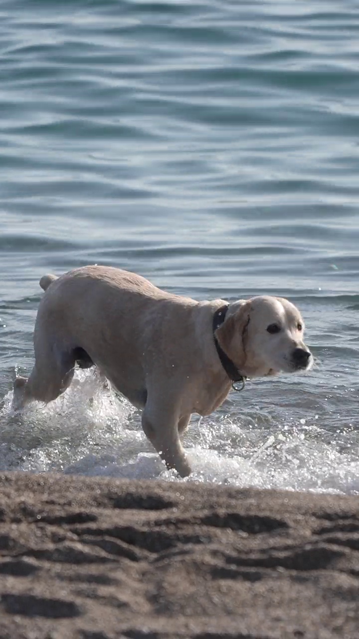 快乐的金毛猎犬在海里游泳视频素材