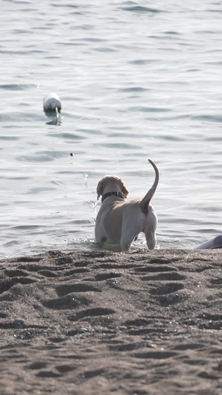 快乐的金毛猎犬在海里游泳视频素材