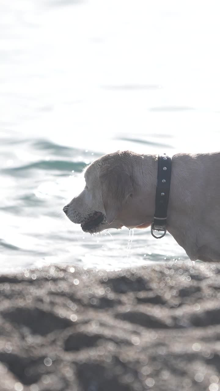 快乐的金毛猎犬在海里游泳的慢动作视频素材