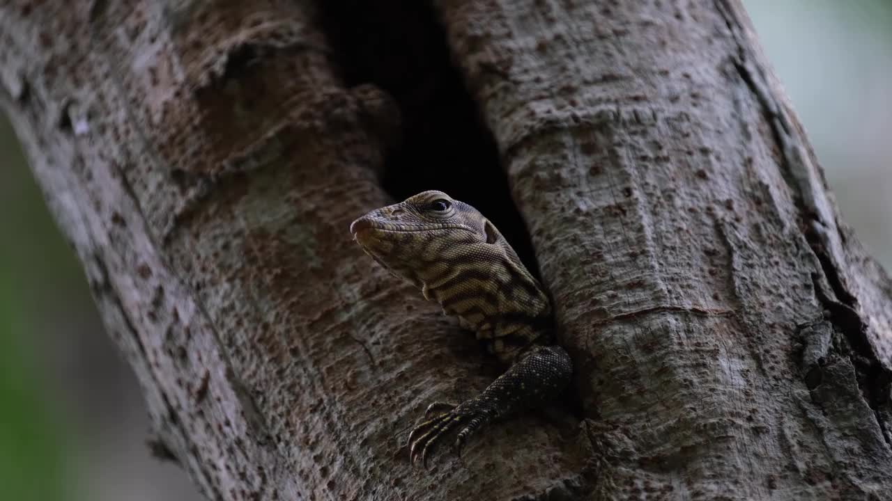 泰国云虎Varanus nebulosus，呼吸时，左前爪伸出洞穴，紧盯着森林视频素材