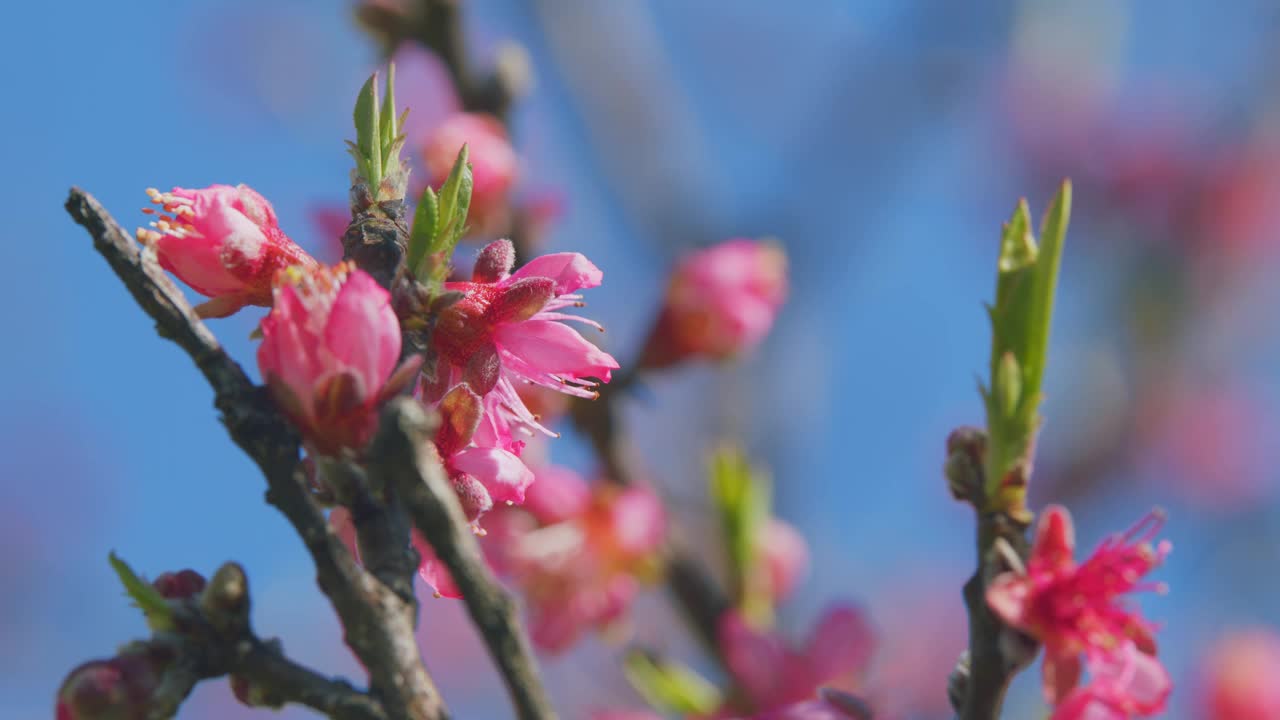 盛开的桃花源。天空下盛开着粉红色的梅花。桃子果园。关闭了。视频素材