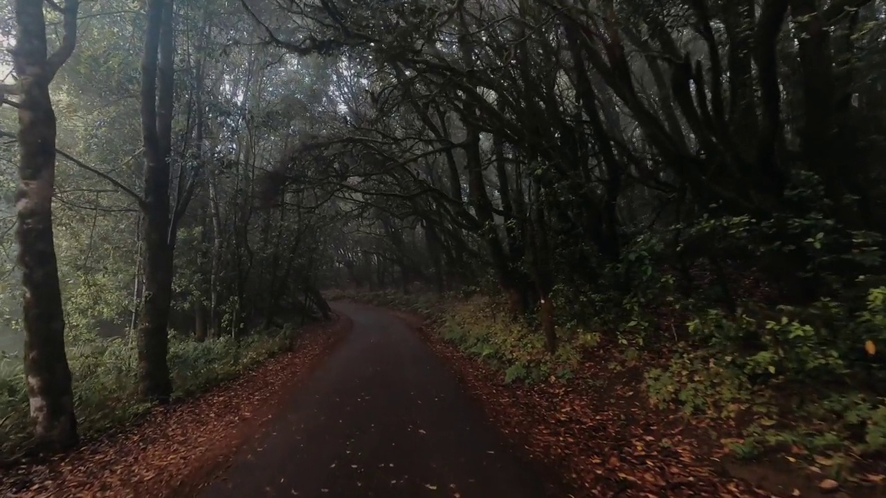 个人步行视角下的森林道路。人们在户外自然休闲活动中散步，周围是野生灌木树叶。自然环境理念生活方式。冒险和旅行。绿色视频素材