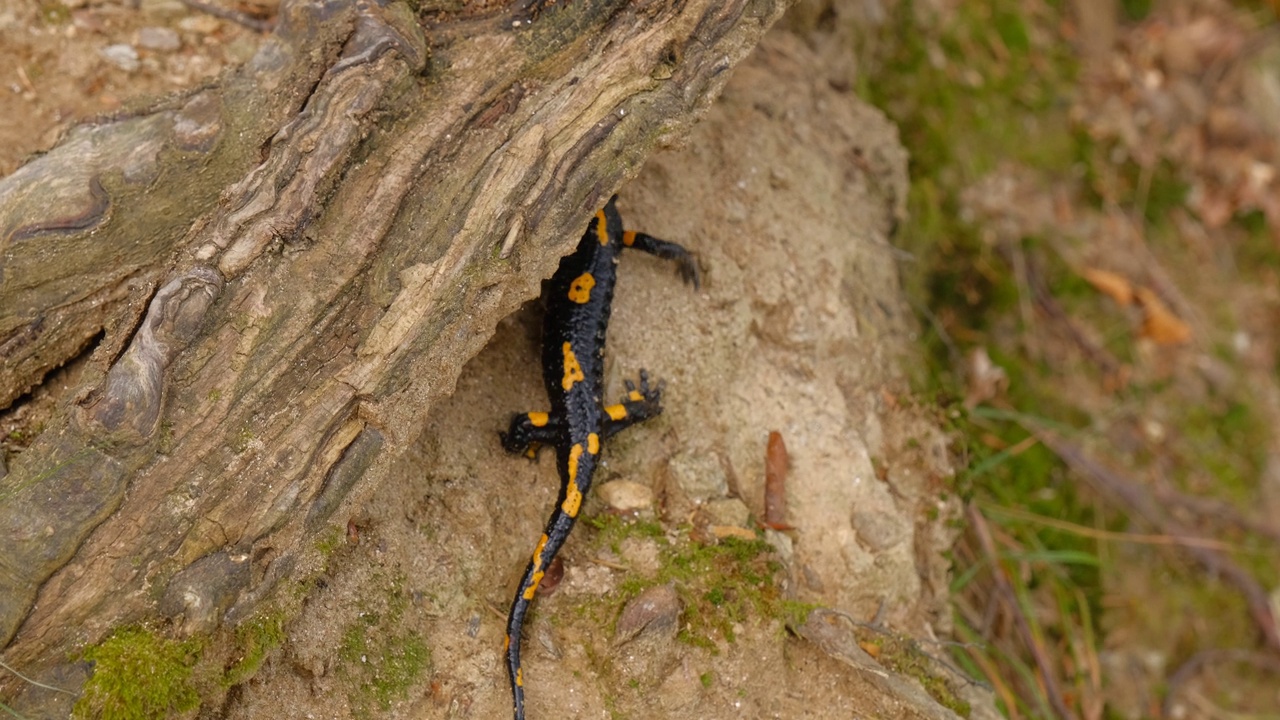 欧洲火蝾螈(Salamandra Salamandra)罗马尼亚锡比乌县视频素材