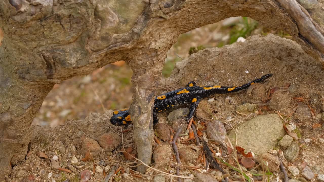 欧洲火蝾螈(Salamandra Salamandra)罗马尼亚锡比乌县视频素材