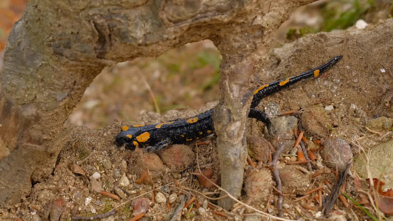 欧洲火蝾螈(Salamandra Salamandra)罗马尼亚锡比乌县视频素材