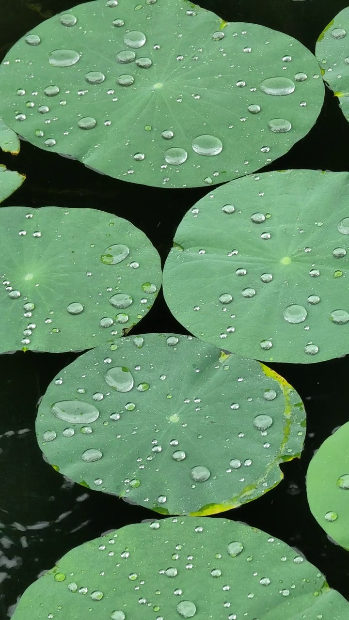 雨天雨滴聚集在荷叶上，垂直距离4k疏水效果，疏水叶片视频下载