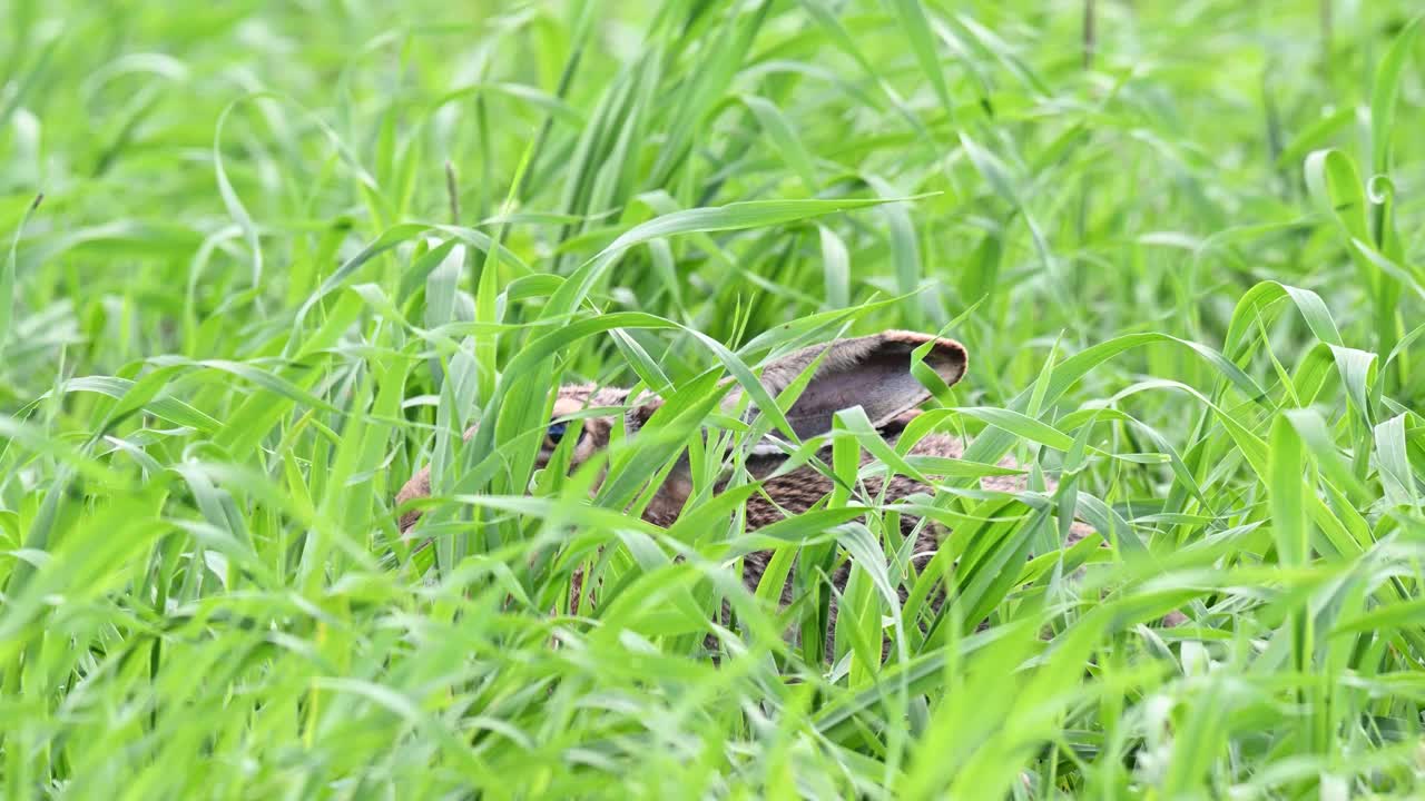 欧洲野兔，也被称为褐兔视频素材