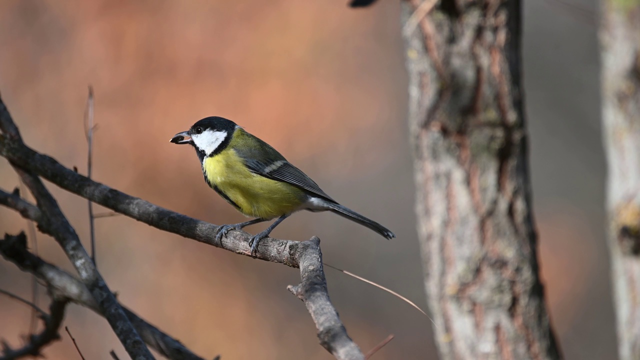 野生大山雀。Songbird视频素材