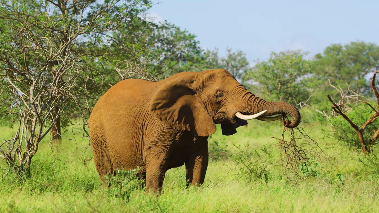 非洲丛林象(Loxodonta africana)吃灌木丛的慢动作镜头视频素材