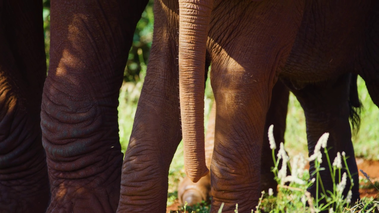 一只非洲小象(Loxodonta africana)和她的妈妈在水坑附近的全身特写视频素材