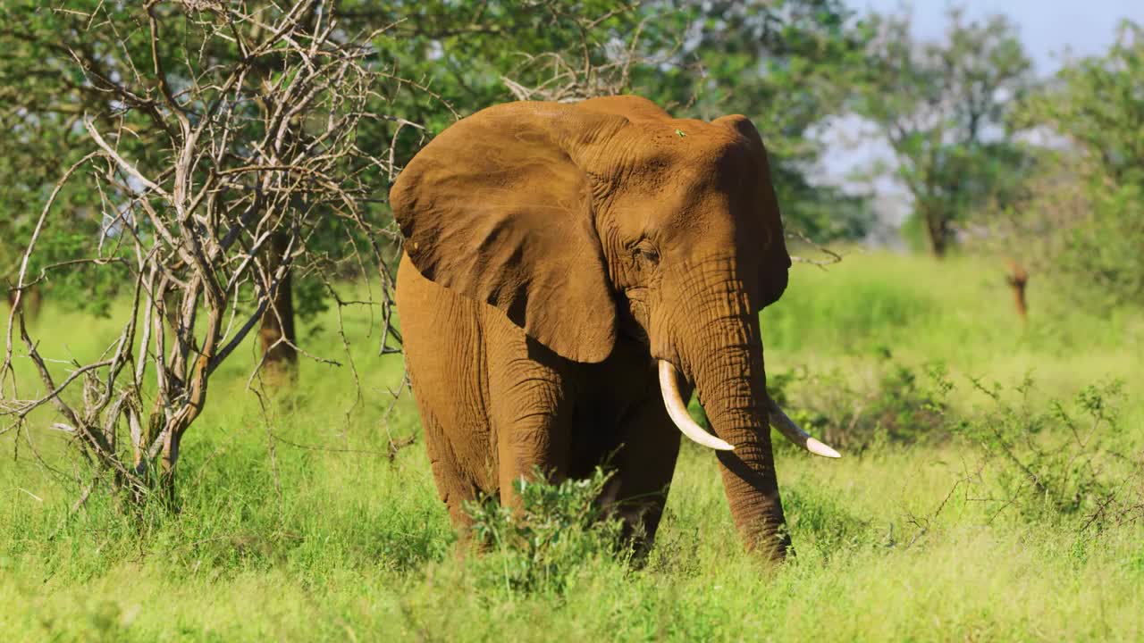 非洲丛林象(Loxodonta africana)吃灌木丛的慢动作镜头视频素材