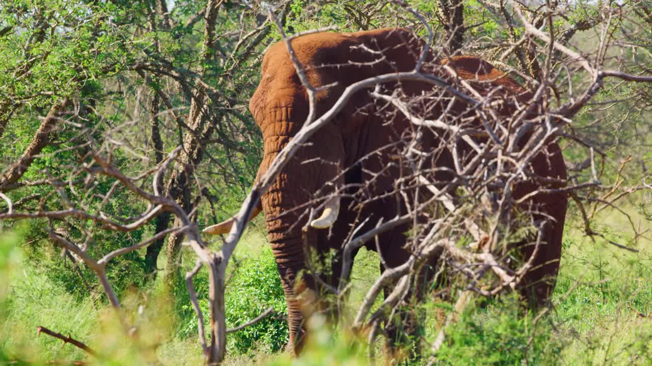 南非非洲丛林象(Loxodonta africana)的广角镜头视频素材