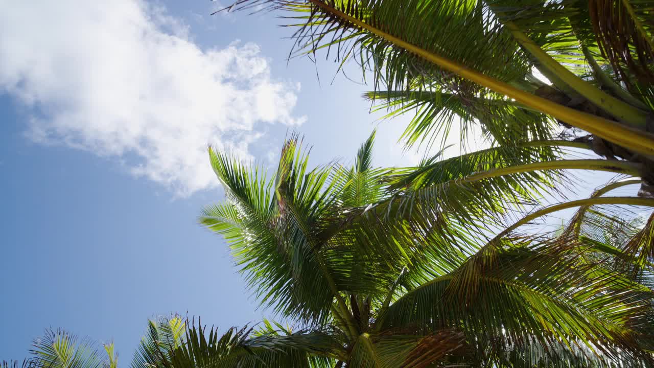 热带棕榈树岛夏日天堂。文本空间区域。视频素材