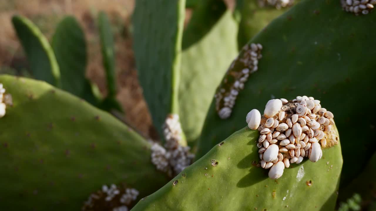 蜗牛在仙人掌上视频素材