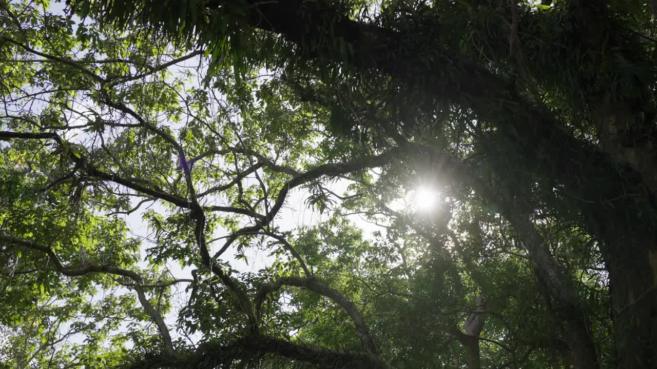 美丽的森林树木阳光夏天的早晨。低角度看阳光下一排排的树。视频素材