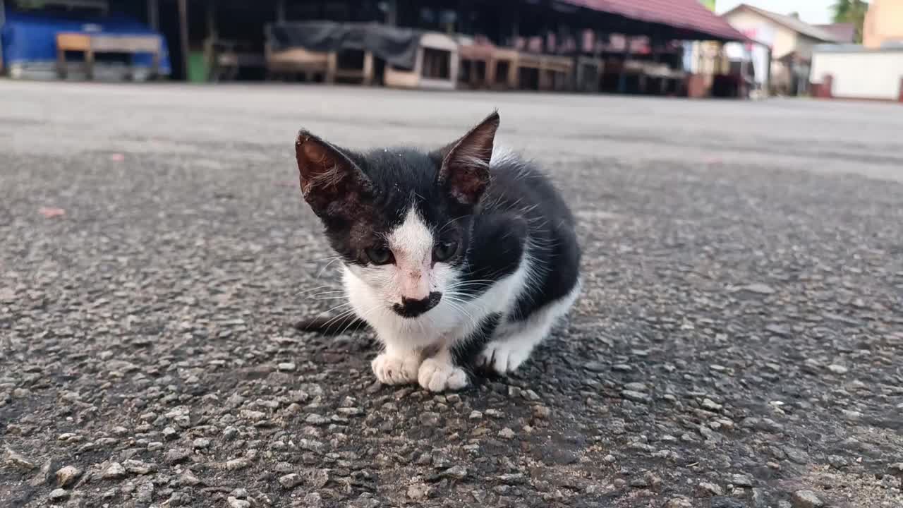 一只可怜的黑白相间的小猫被遗弃在街上视频素材