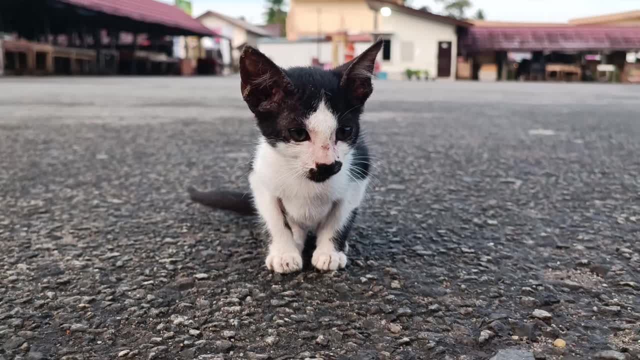 一只可怜的黑白相间的小猫被遗弃在街上视频素材