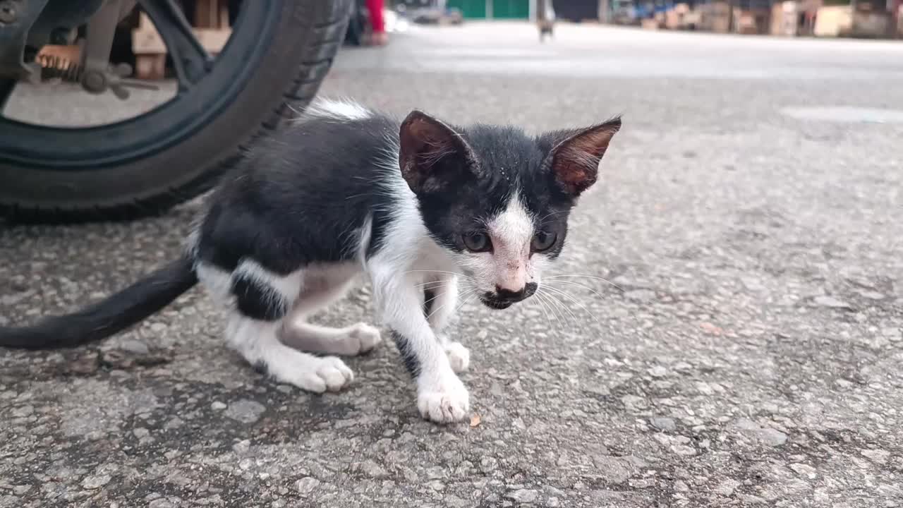 一只可怜的黑白相间的小猫被遗弃在街上视频素材