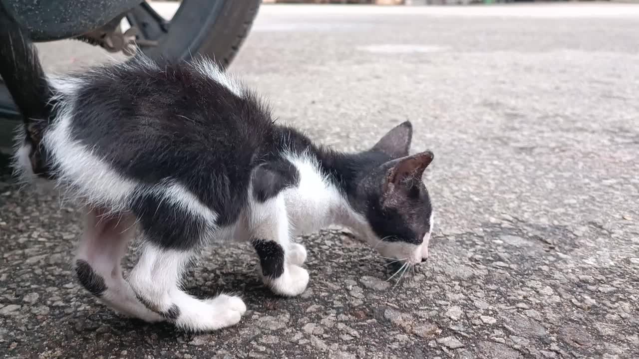 一只可怜的黑白相间的小猫被遗弃在街上视频素材