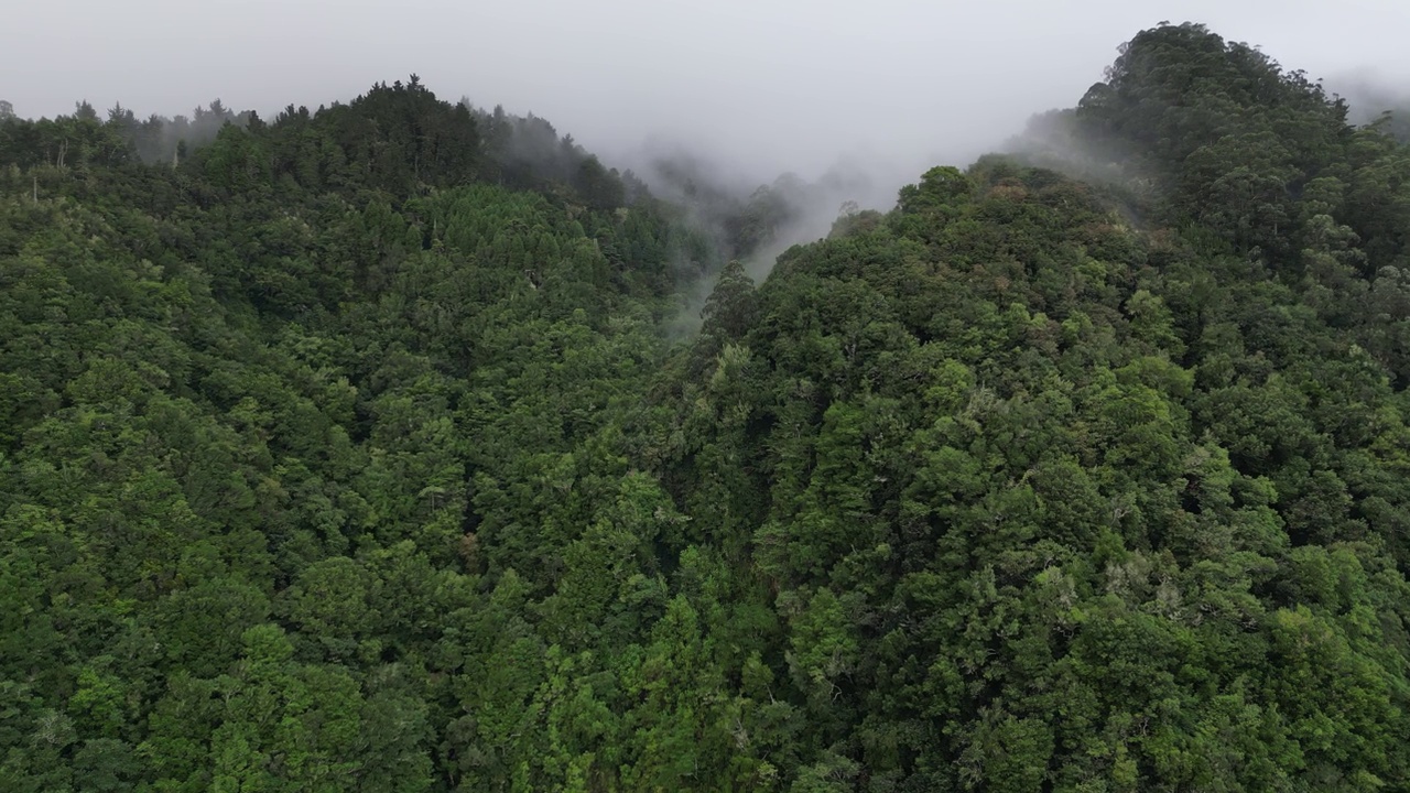 在葡萄牙马德拉山脉的一片森林上空，飞机飞进了浓雾之中视频素材