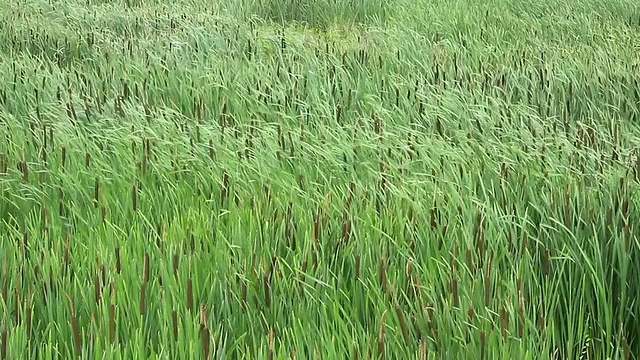 芦苇。视频素材