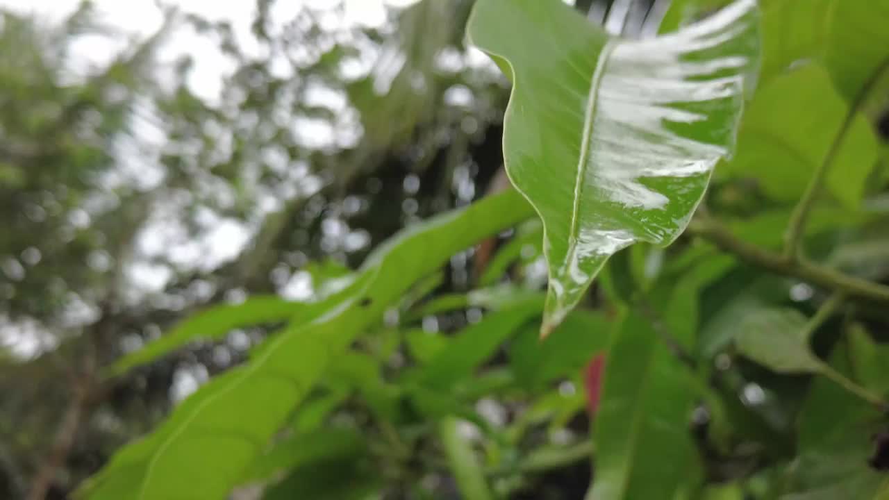 雨后芒果叶视频下载