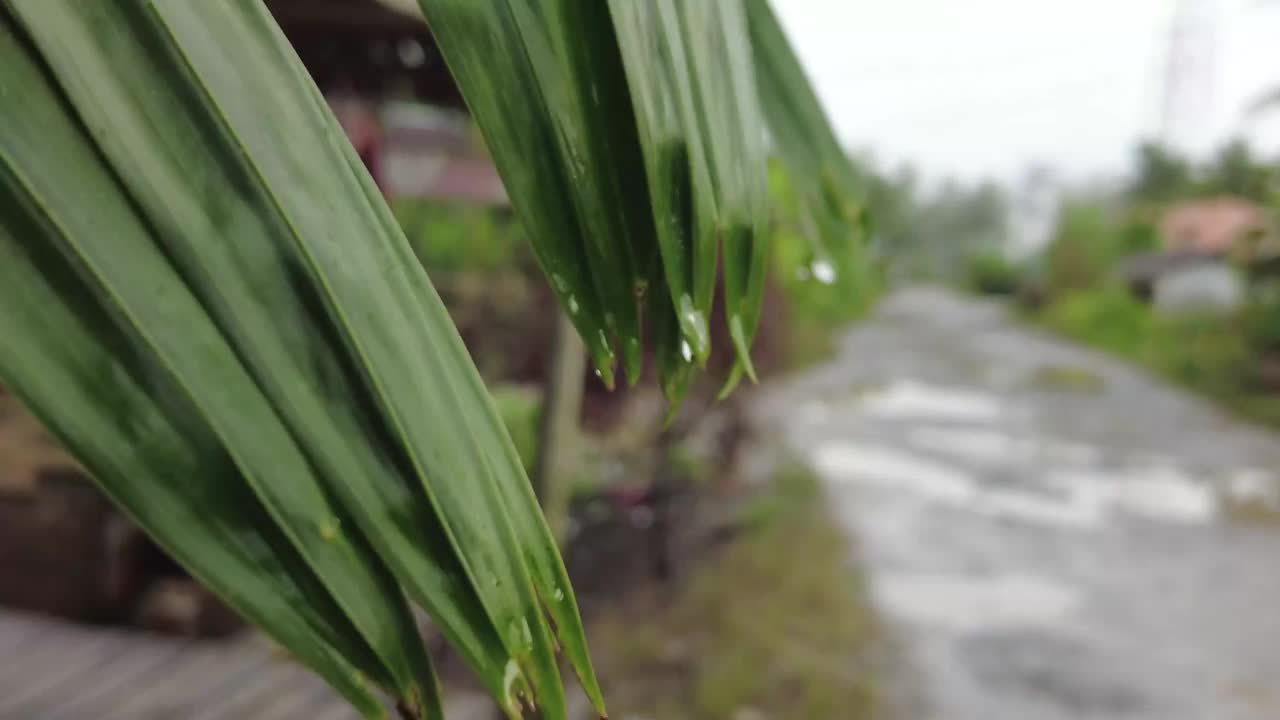 槟榔叶与道路背景视频下载