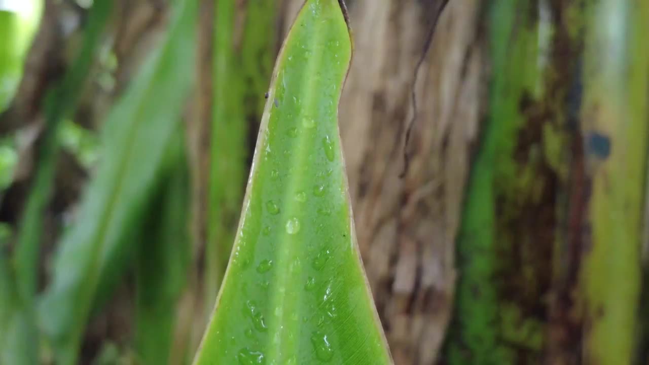 暴露在雨中的香蕉叶视频下载