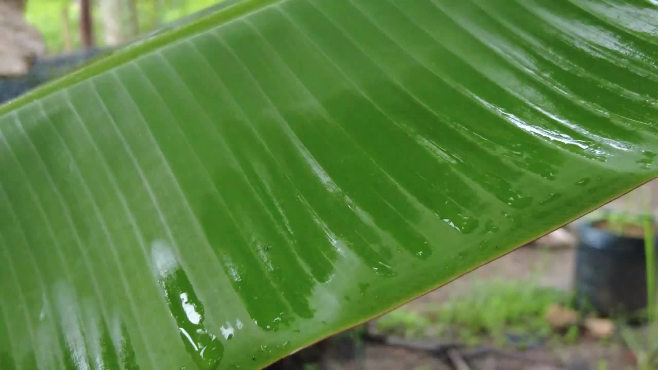 香蕉叶特写视频素材