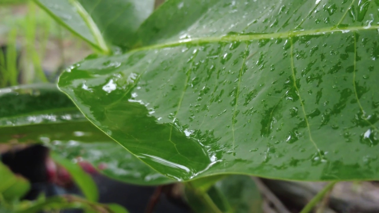 暴露在雨中的番石榴叶子视频素材