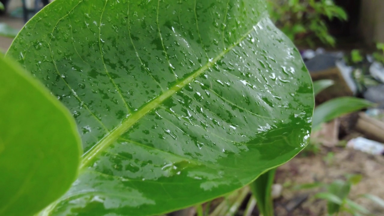 雨后的番石榴叶视频素材