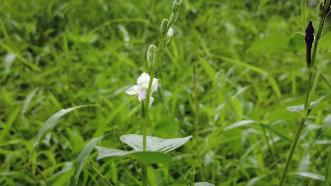 美丽的白色花朵靠近视频素材