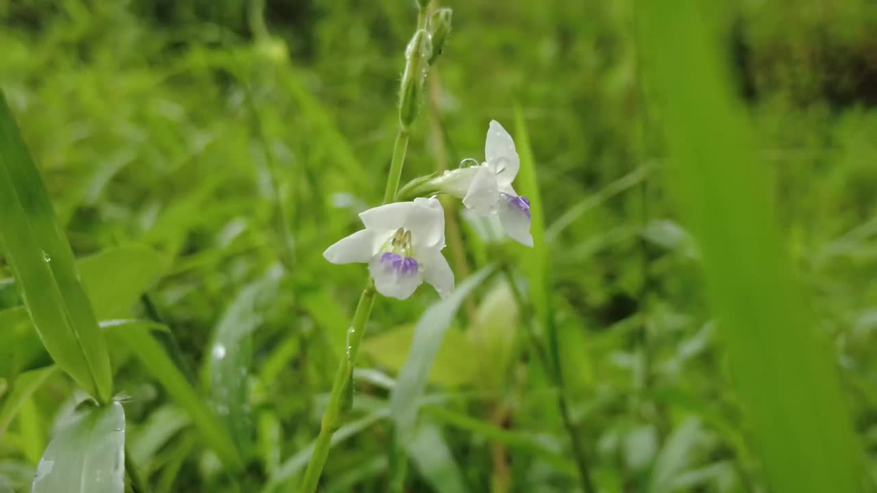 美丽的白色花朵靠近视频素材