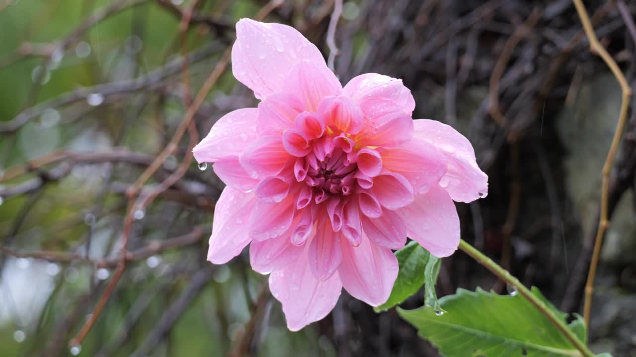 大雨中的4K慢动作微距粉色花朵视频素材