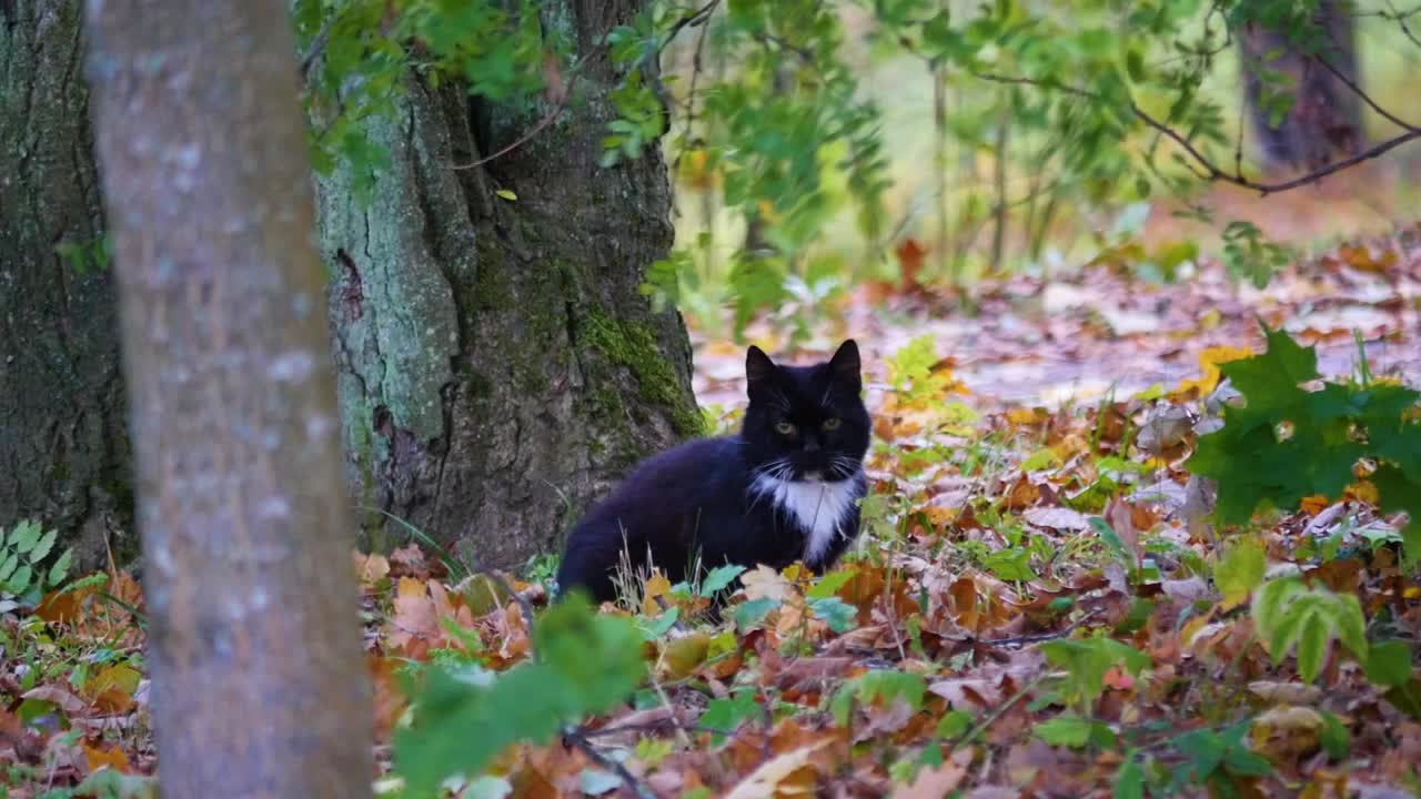 在一个阳光明媚的日子里，一只黑猫在秋天的公园里散步视频素材