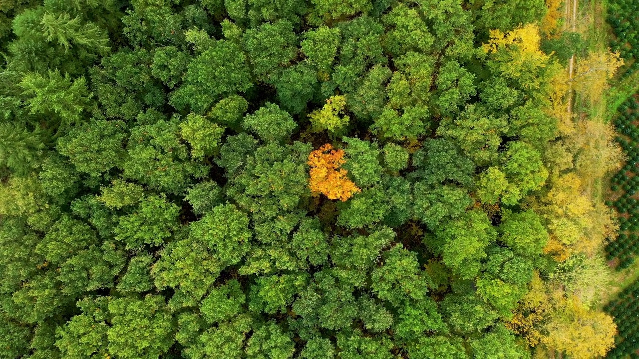 秋天的黄色山毛榉树视频素材