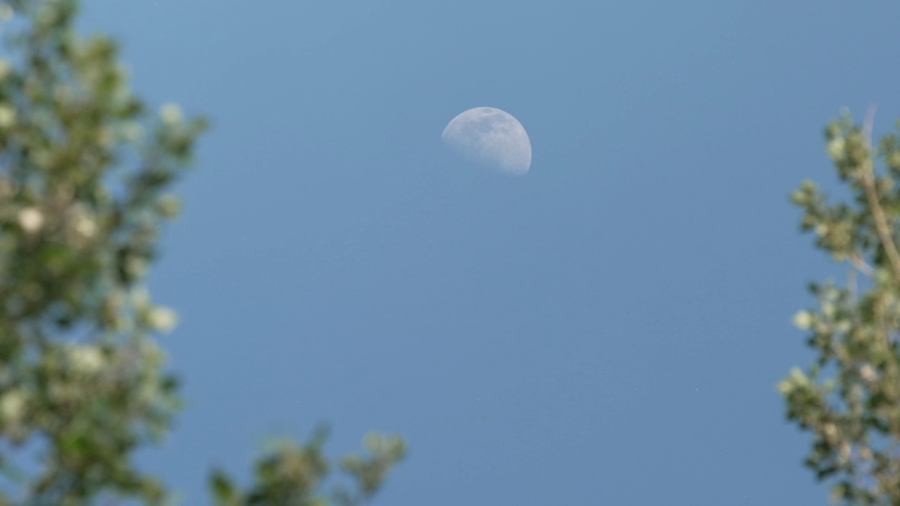 白天的月亮在树林里视频下载