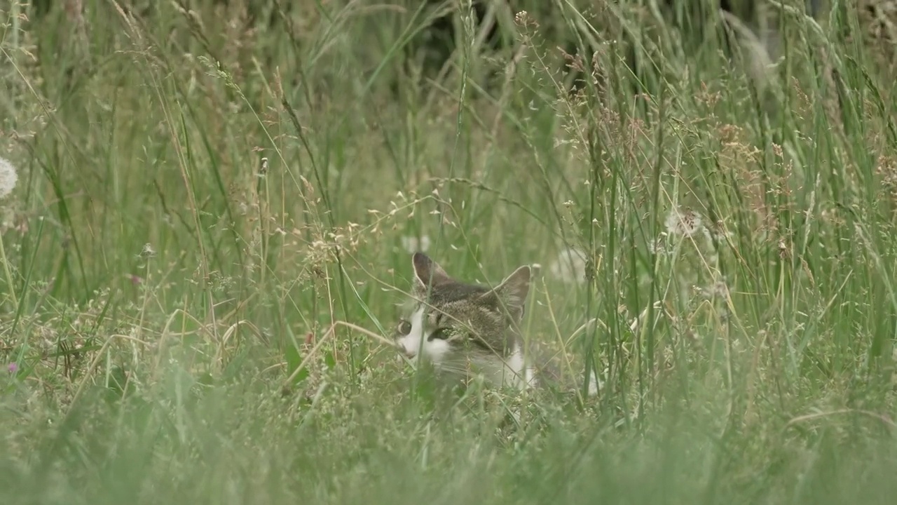 猫躲在草丛里视频下载