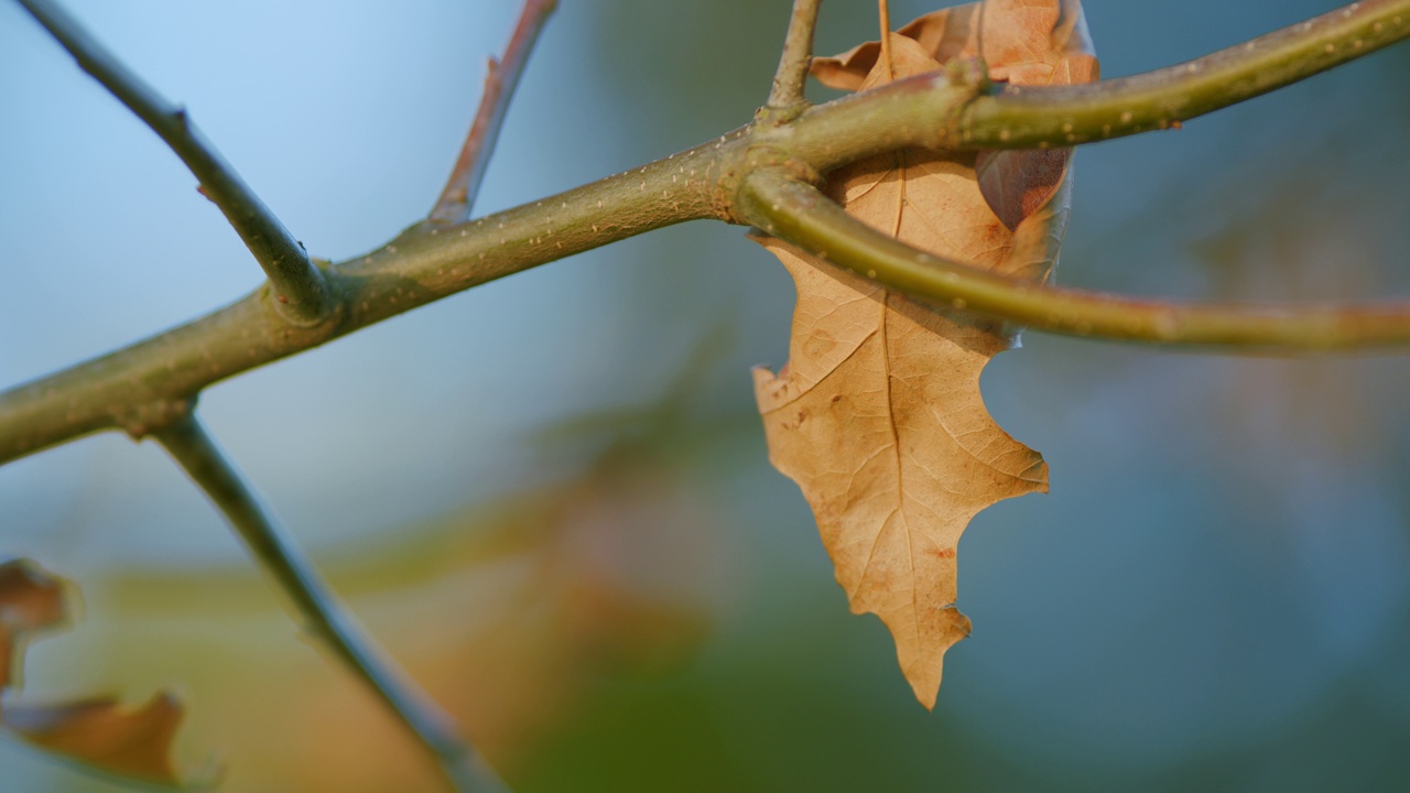 秋天的背景。秋天的彩色树叶。Quercus Rubra。秋天的树叶背景。关闭了。视频素材