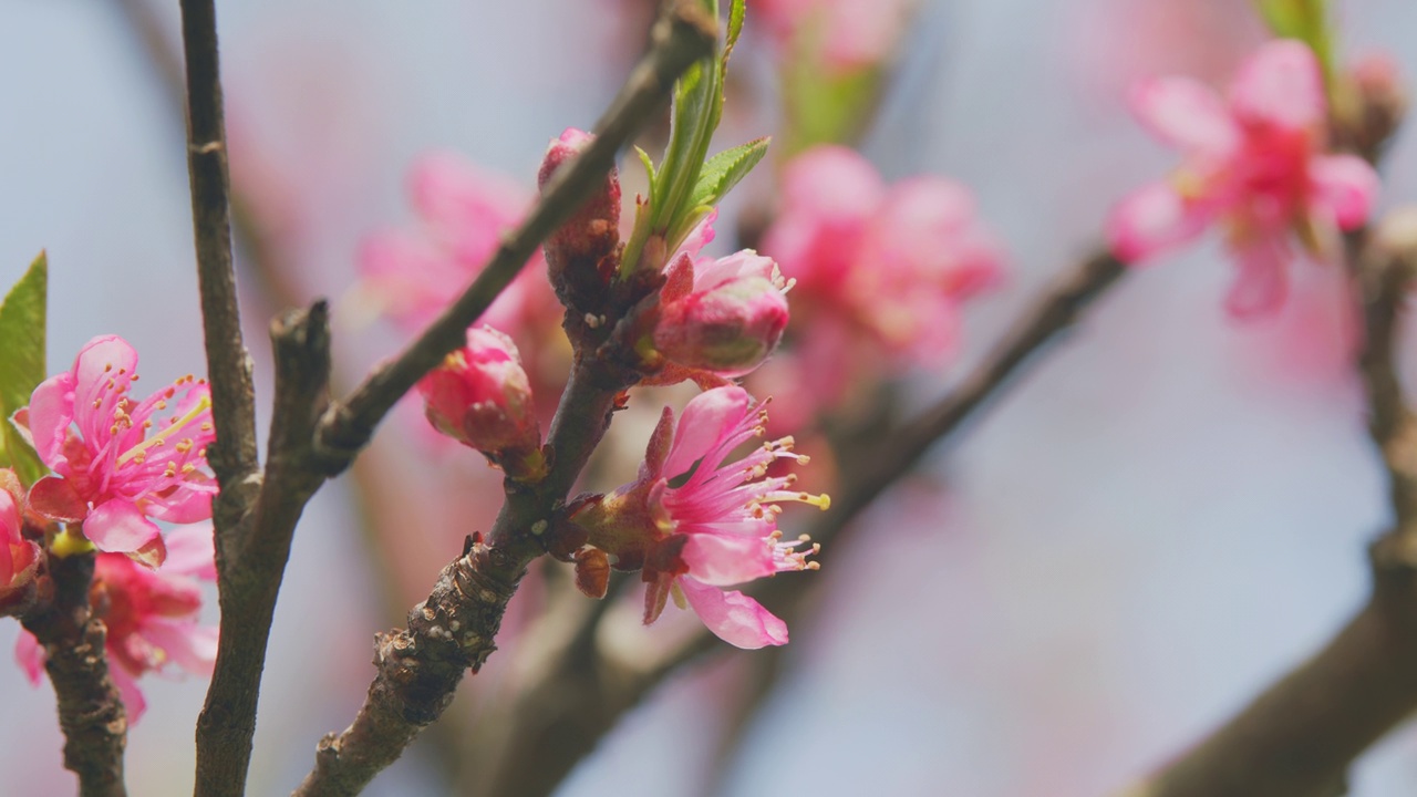 粉红色杏花在蓝色模糊的背景。粉红色的花春天景观与盛开的粉红色树。关闭了。视频素材