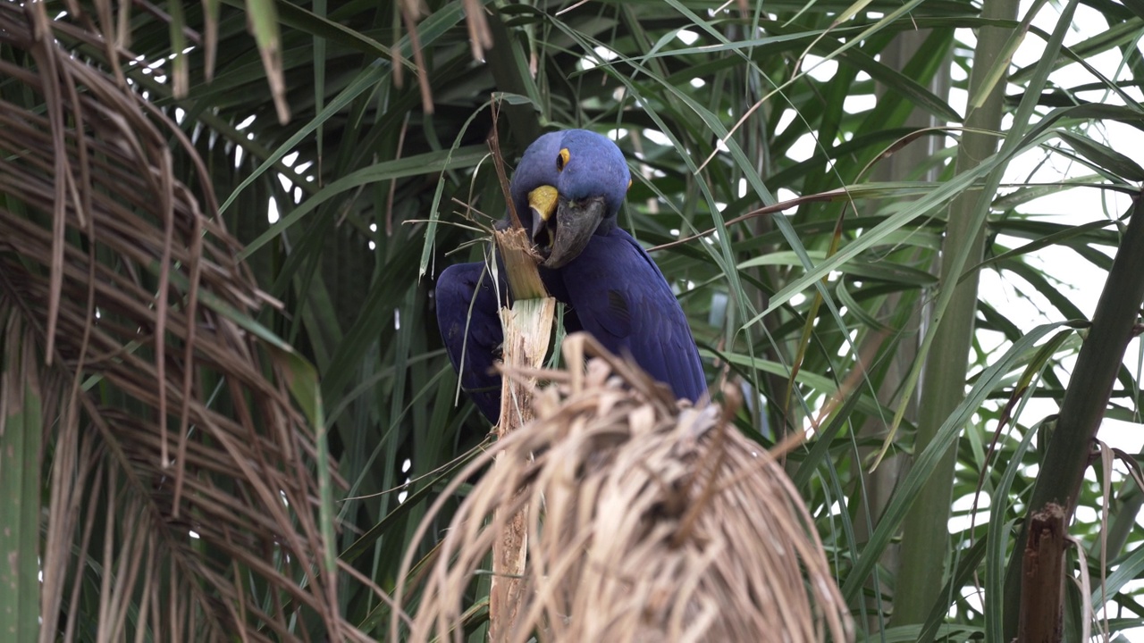 美丽的蓝色风信子鹦鹉Anodorhynchus hyacinthinus，沿着通往巴西Jofre港的trantaneira路线，爬过地球上最大的沼泽地区Pantanal的树木。视频素材