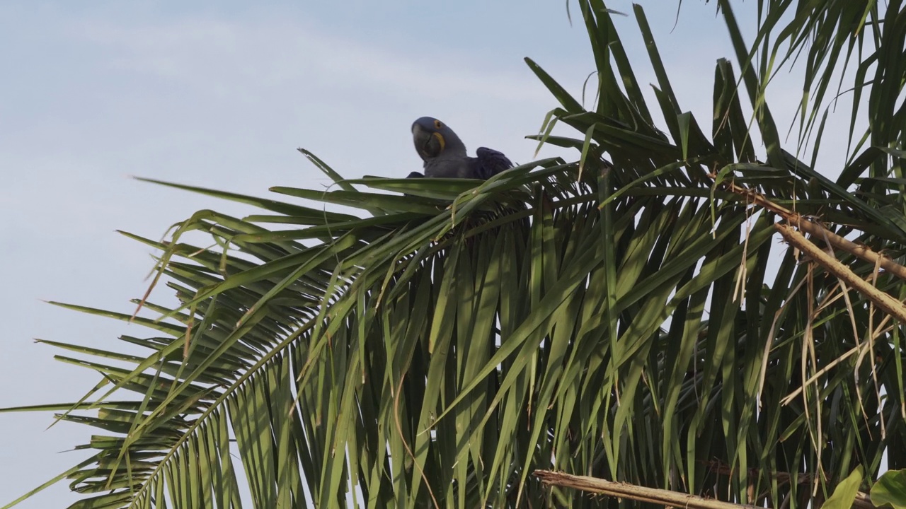 美丽的蓝色风信子鹦鹉Anodorhynchus hyacinthinus，沿着通往巴西Jofre港的trantaneira路线，爬过地球上最大的沼泽地区Pantanal的树木。视频素材