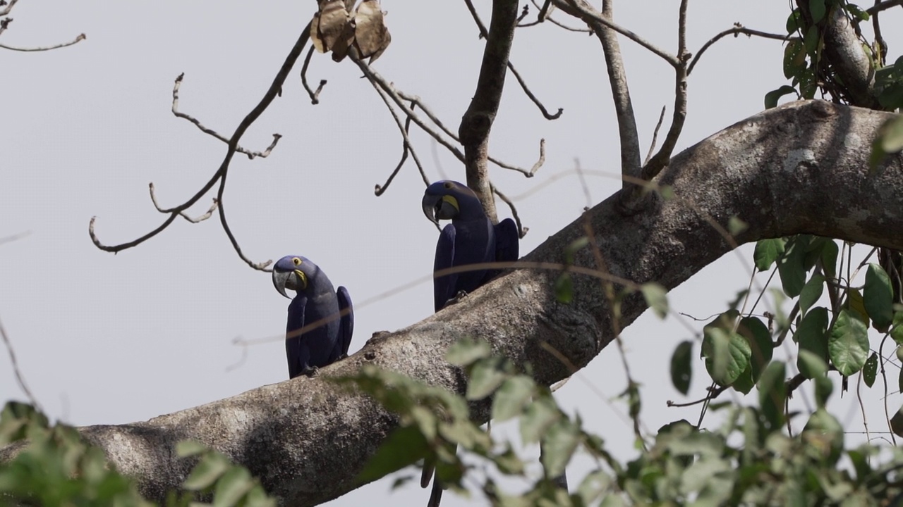 美丽的蓝色风信子鹦鹉Anodorhynchus hyacinthinus，沿着通往巴西Jofre港的trantaneira路线，爬过地球上最大的沼泽地区Pantanal的树木。视频素材